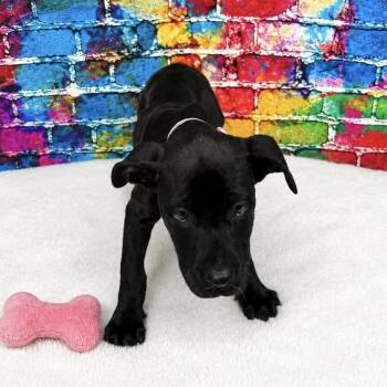 Black Labrador Retriever Dogs Available for Adoption in Charlottesville, Virginia - Zee | PetCurious