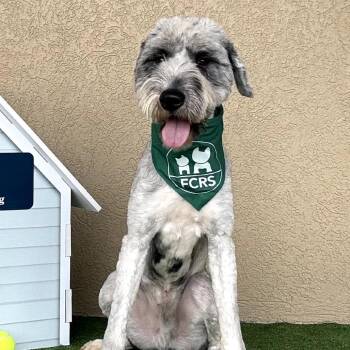 Doug -  Australian Shepherd and Poodle Dog for Adoption in Helena, Alabama - Doug | PetCurious