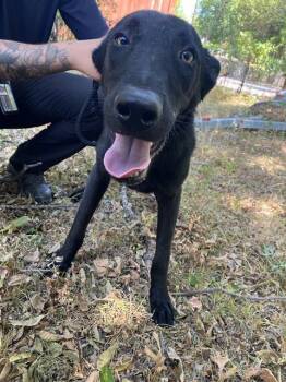 ZIGI -  Mixed Breed Dog for Adoption in Dallas, Texas - ZIGI | PetCurious