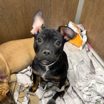 Mixed Breed Dogs Available for Adoption in Dekalb, Illinois - Cocoa | PetCurious