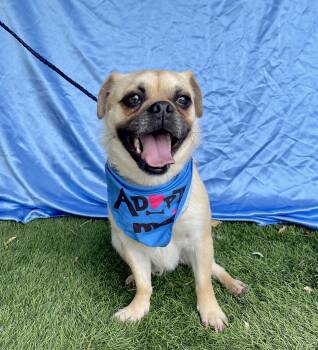Pug Dogs Available for Adoption in Rowland Heights, California - OTIS | PetCurious