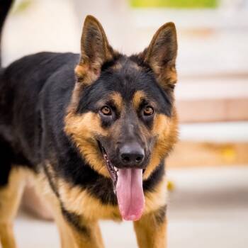 Rescue German Shepherd Dog Dogs for Adoption in Twentynine Palms, California - Tike | PetCurious