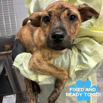 Plott Hound Dogs Available for Adoption in TIMBERCRK CYN, Texas - Buttercup | PetCurious