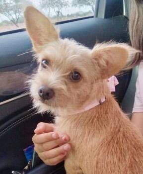 Peaches -  Terrier Dog for Adoption in Escondido, California - Peaches | PetCurious