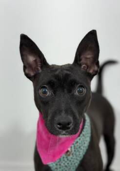 Italian Greyhound and Rat Terrier Dogs Available for Adoption in Carlsbad, California - Milli | PetCurious