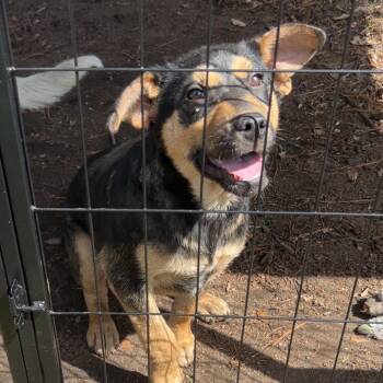Shepherd and Husky Dogs Available for Adoption in Aberdeen, North Carolina - Woody | PetCurious