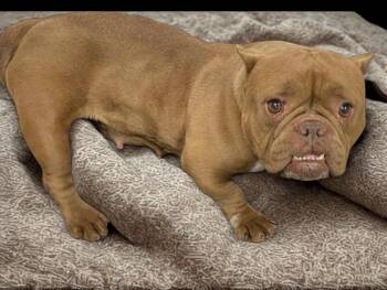 French Bulldog Dogs Available for Adoption in Kuna, Idaho - Lovie | PetCurious