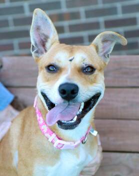 Mrs. Dansbury (AO37690) -  Terrier Dog for Adoption in Kansas City, Kansas - Mrs. Dansbury (AO37690) | PetCurious