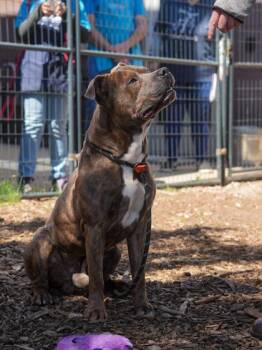 Nunnum -  Mixed Breed Dog for Adoption in Chamblee, Georgia - Nunnum | PetCurious