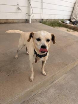 Hokey -  Chihuahua Dog for Adoption in Richmond, Texas - Hokey | PetCurious