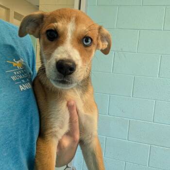 Windy -  Mixed Breed Dog for Adoption - Windy | PetCurious