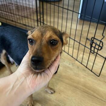 Mixed Breed Dogs Available for Adoption in Leander, Texas - Sundae | PetCurious