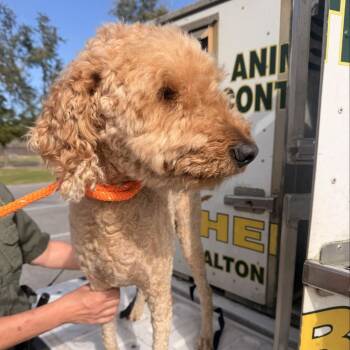 Standard Poodle and Golden Retriever Dogs Available for Adoption in Freeport, Florida - Truffles | PetCurious