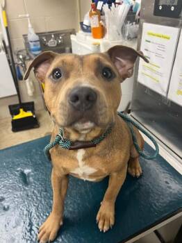 King -  Pit Bull Terrier Dog for Adoption in Mobile, Alabama - King | PetCurious