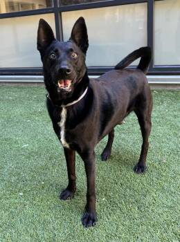 HUGO -  Australian Kelpie Dog for Adoption in San Francisco, California - HUGO | PetCurious