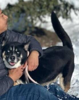Armani -  Husky and Mixed Breed Dog for Adoption in Houston, Texas - Armani | PetCurious