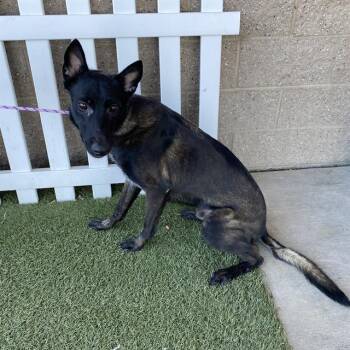 Rescue Belgian Shepherd Malinois Dogs for Adoption in Modesto, California - DANTE | PetCurious