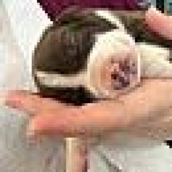 Rescue Australian Shepherd and Border Collie Dogs for Adoption in Seneca, South Carolina - Auggie $395 | PetCurious