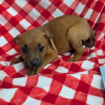 Puppy D -  Mixed Breed Dog for Adoption in Jefferson City, Tennessee - Puppy D | PetCurious