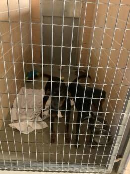 Whiskey (Buck) -  Doberman Pinscher Dog for Adoption in New Braunfels, Texas - Whiskey (Buck) | PetCurious
