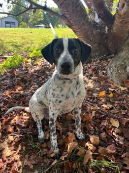 Axel -  Terrier Dog for Adoption in Candler, North Carolina - Axel | PetCurious