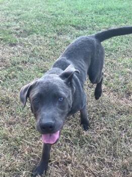BJ -  Mixed Breed Dog for Adoption in Dallas, Texas - BJ | PetCurious