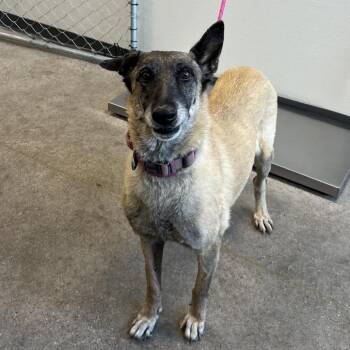 Roxi -  Mixed Breed Dog for Adoption in Las Cruces, New Mexico - Roxi | PetCurious