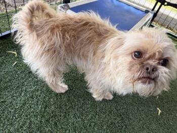 Shih Tzu Dogs Available for Adoption - Beckham | PetCurious