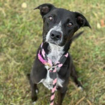 Rescue Mixed Breed Dogs for Adoption in Philadelphia, Pennsylvania - Greta | PetCurious