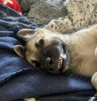 Sampson -  Shepherd and Mixed Breed Dog for Adoption in Henderson, Nevada - Sampson | PetCurious