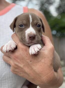 Leon -  American Bulldog Dog for Adoption in Lakeland, Florida - Leon | PetCurious