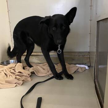 Tank -  German Shepherd Dog and Belgian Shepherd Malinois Dog for Adoption in Westminster, California - Tank | PetCurious