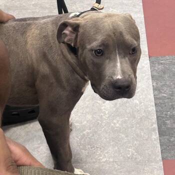 Buddy -  Pit Bull Terrier Dog for Adoption in Philadelphia, Pennsylvania - Buddy | PetCurious
