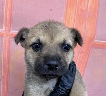 PENELOPE -  Chihuahua and Mixed Breed Dog for Adoption in San Bernardino, California - PENELOPE | PetCurious