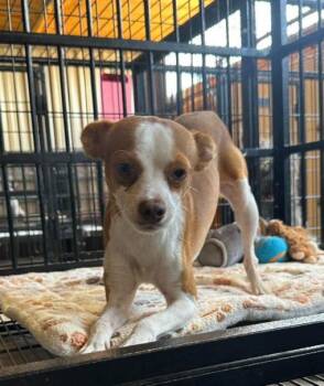Noodles in TX -  Chihuahua Dog for Adoption in Cranston, Rhode Island - Noodles In TX | PetCurious
