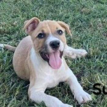 Sunny -  Mixed Breed Dog for Adoption in Allentown, Pennsylvania - Sunny | PetCurious