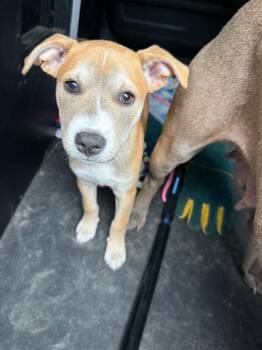 American Staffordshire Terrier and Mixed Breed Dogs Available for Adoption in Rockport, Texas - Rosie Cotton | PetCurious