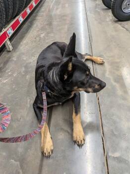 Sapphire -  Australian Kelpie Dog for Adoption in Statesville, North Carolina - Sapphire | PetCurious