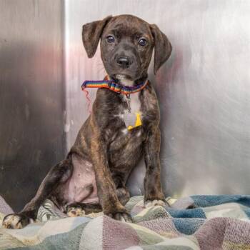 Black Mouth Cur and Mixed Breed Dogs Available for Adoption in St. Louis, Missouri - CEDAR | PetCurious