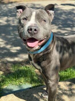 Newman -  Pit Bull Terrier Dog for Adoption in Anderson, Indiana - Newman | PetCurious