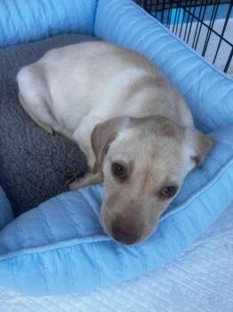 Labrador Retriever Dogs Available for Adoption - Milo 2026-77 | PetCurious