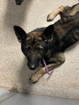 Rescue German Shepherd Dog Dogs for Adoption in Troy, Ohio - Cooper | PetCurious