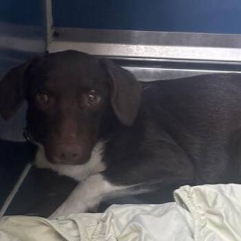Red -  Border Collie and Mixed Breed Dog for Adoption in Merriam, Kansas - Red | PetCurious