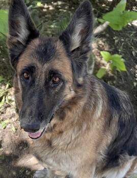 Georgia Faithpippen -  German Shepherd Dog Dog for Adoption in Long Beach, California - Georgia Faithpippen | PetCurious