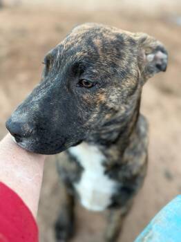 Tin Man (The Munchkin Litter) -  Pit Bull Terrier and Belgian Shepherd Malinois Dog for Adoption in Tucson, Arizona - Tin Man (The Munchkin Litter) | PetCurious