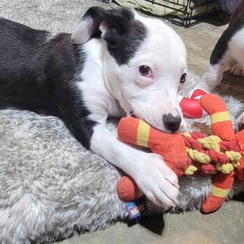 Tommy -  Mixed Breed Dog for Adoption in Cincinnati, Ohio - Tommy | PetCurious