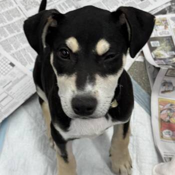 Bear -  Terrier and Labrador Retriever Dog for Adoption in Schertz, Texas - Bear | PetCurious