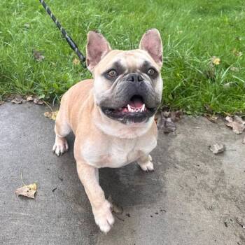 Prince -  French Bulldog Dog for Adoption in Muskegon, Michigan - Prince | PetCurious