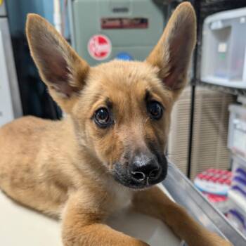 Chip -  Shepherd Dog for Adoption in Jefferson City, Tennessee - Chip | PetCurious