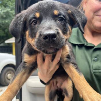 Persephone -  Mixed Breed Dog for Adoption in Valley, Alabama - Persephone | PetCurious